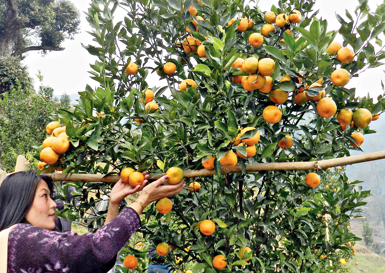 কমলালেবুর উপত্যকা সিটংয়ে।