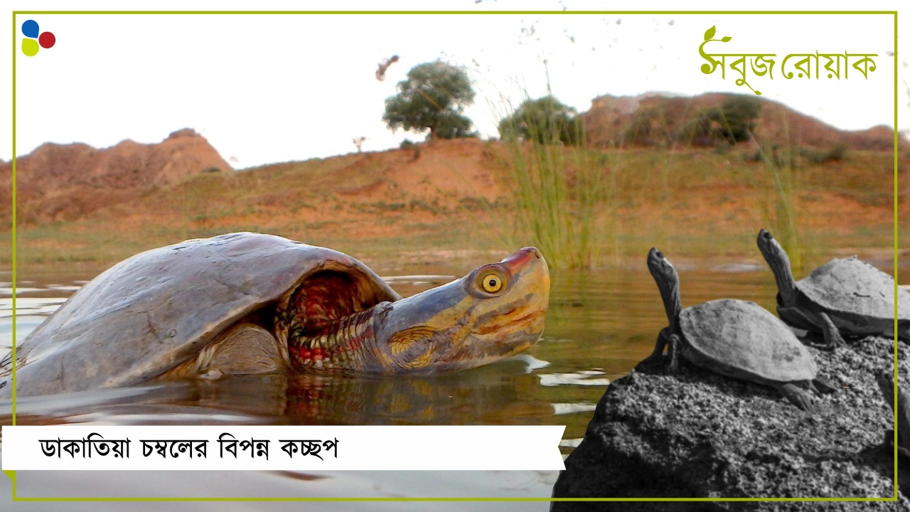 যৌনমিলনের জন্য লাল-নীল হয় কচ্ছপের মাথা! কেমন আছে চম্বলের বিলুপ্তপ্রায় প্রাণীরা?