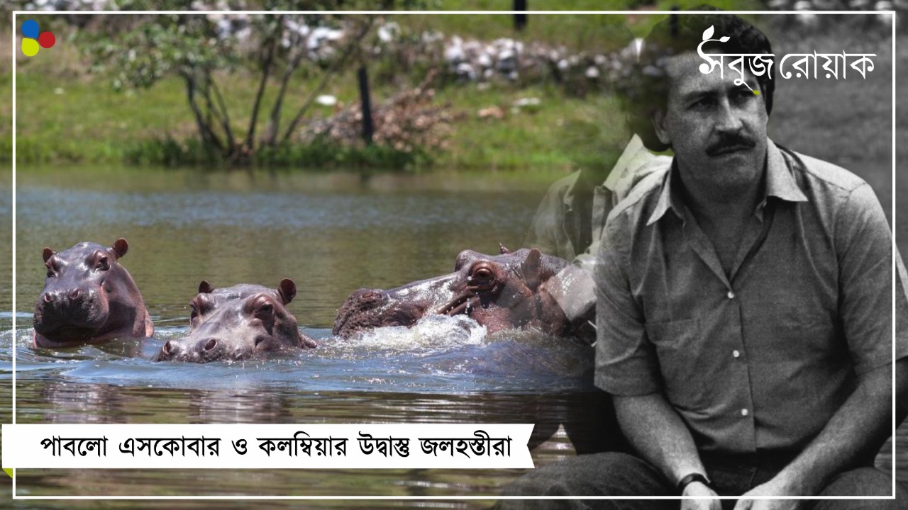 কলম্বিয়ার কোকেন-হিপো! কেন উদ্বাস্তু জলহস্তীরা?