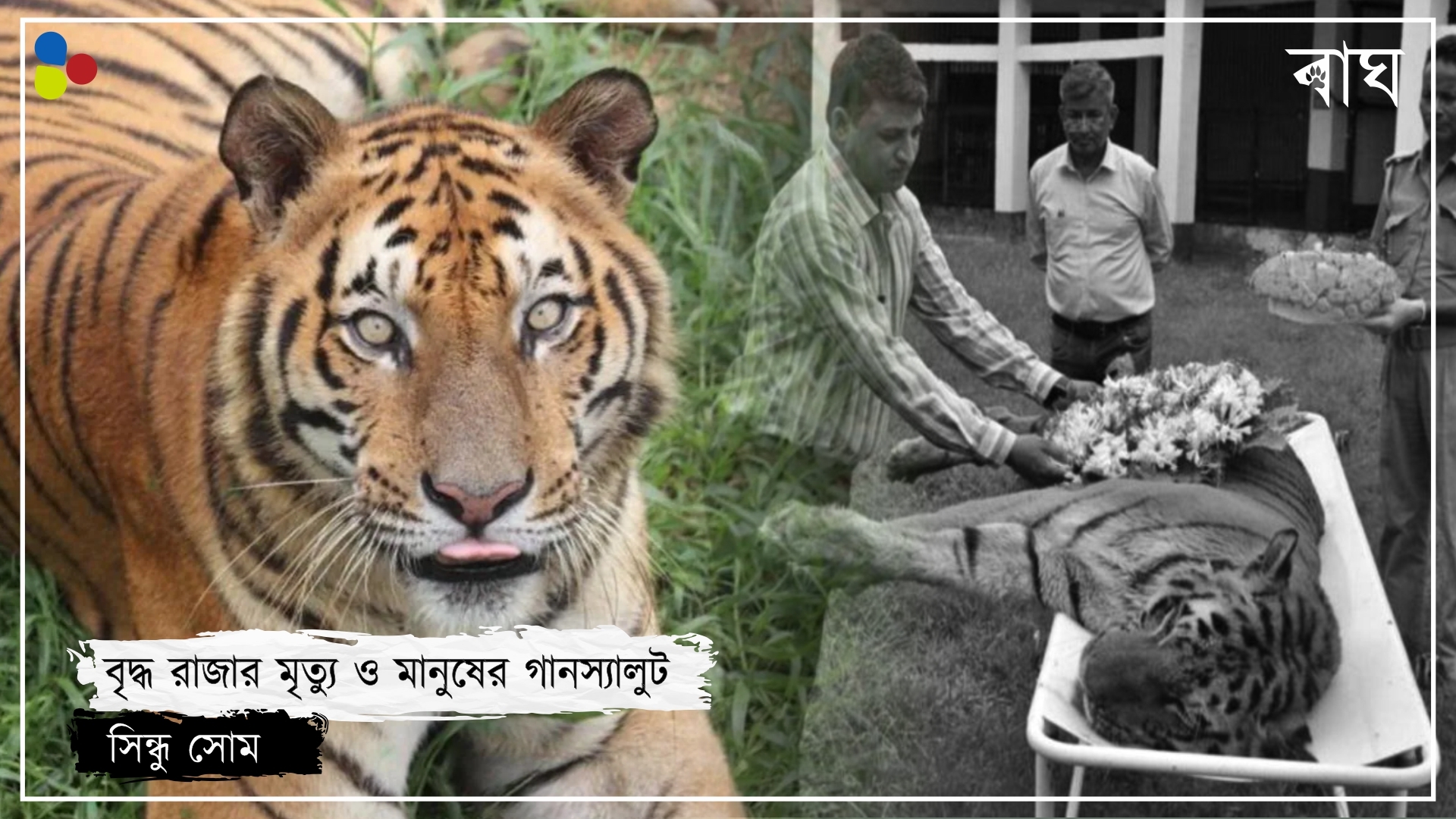বাঘের মৃতদেহকে মানুষের স্যালুট, ভালবাসার ফুল, এক অন্য মানবিকতার গল্প