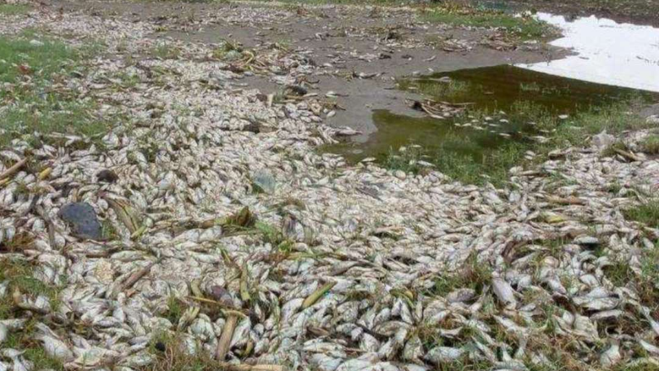 মৎস‍্যপ্রিয় বাঙালির দুঃস্বপ্ন! ভারতে হঠাৎ লক্ষ লক্ষ মাছের মৃত্যুর নেপথ্যে কারণ কী
