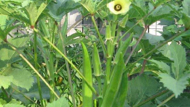 নামে ঢ‍্যাঁড়স, পুষ্টিগুণে সবজির রাজা! উপকারিতা জানলে পাতে তুলবেনই
