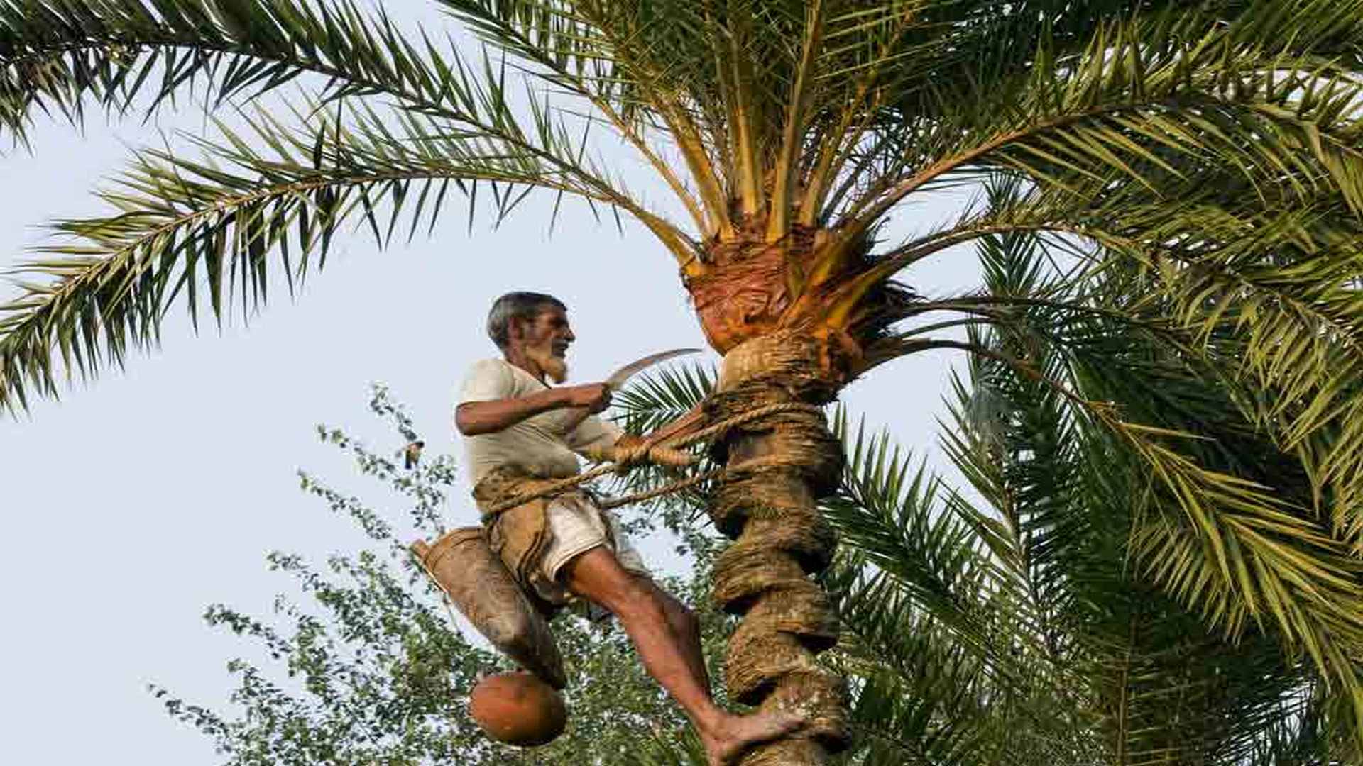 চাহিদা প্রচুর, নেই জোগান, এবারের শীতে গুড়ের স্বাদে তবে বঞ্চিত বাঙালি?