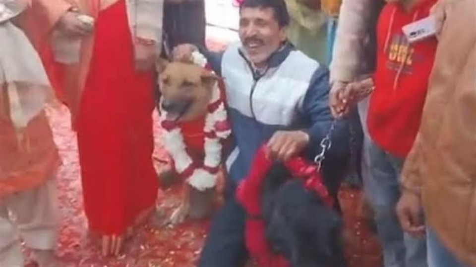 ধুমধাম করে দুই কুকুরের বিয়ে, অতিথির ঢল, আয়োজনের বহরে মানুষের বিয়েও ম্লান