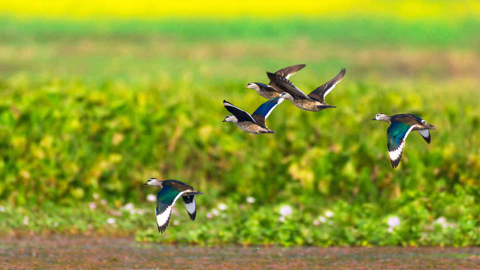 একটা-দু'টো নয়, ২৯টি প্রজাতির পরিযায়ী পাখি হাজির কালনায়! সপ্তাহান্তে ঘুরে আসুন এখান থেকে
