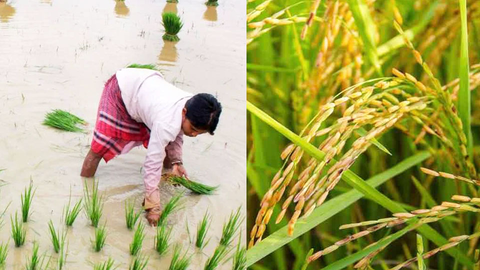 নোনা জমিতেই ফলবে 'সোনা', এই বিশেষ ধানের হাত ধরেই ঘুরে দাঁড়াচ্ছেন সুন্দরবনের চাষিরা