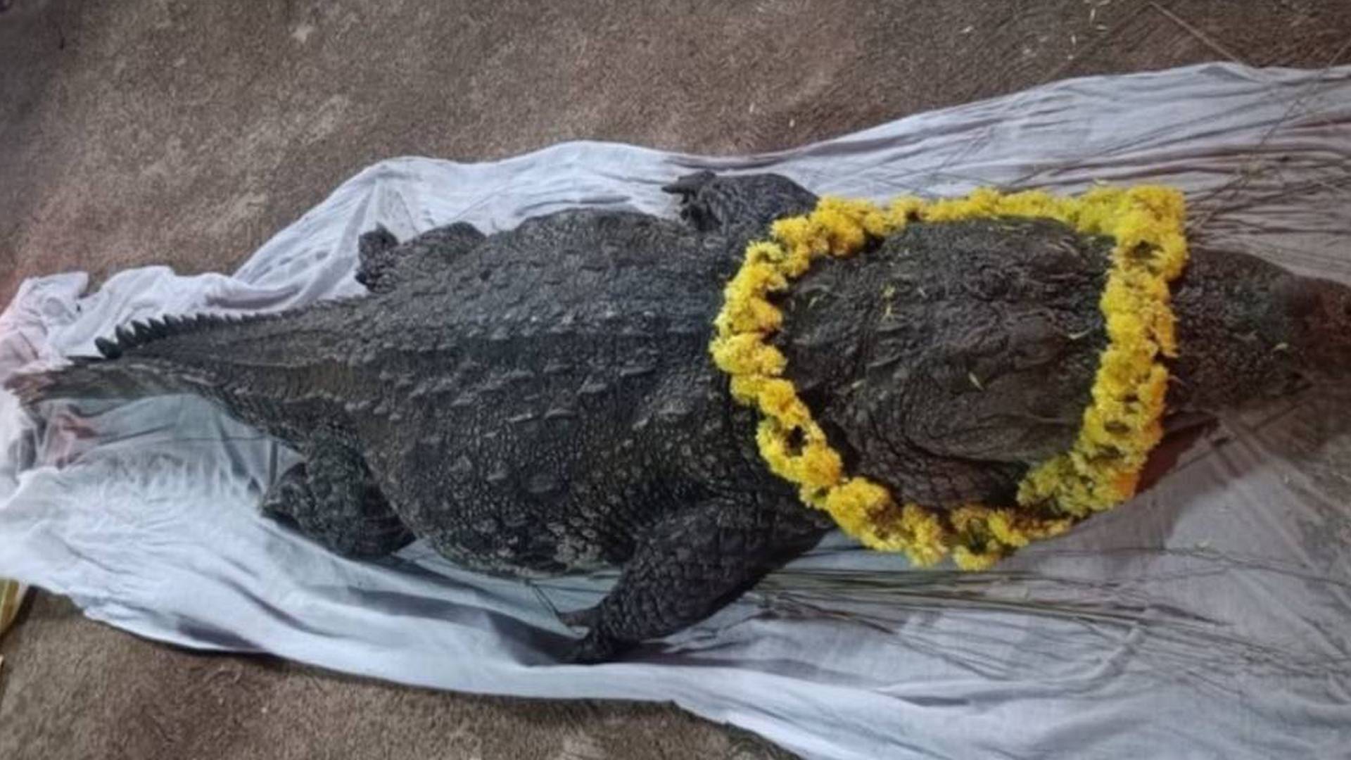 এই মন্দিরে বাস ভাত-গুড়খেকো নিরামিষাশী কুমিরের! অলৌকিকের নেপথ্যে লুকিয়ে যে সত্য