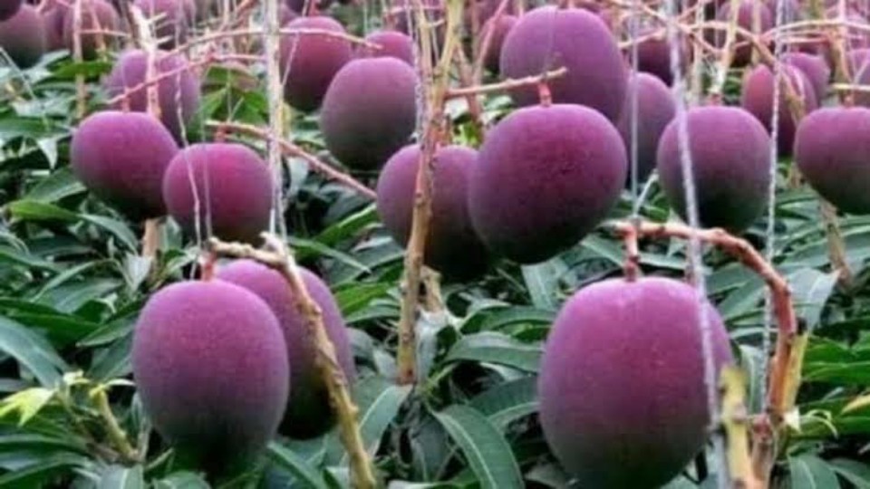 গাছ পাহারা দেয় নিরাপত্তারক্ষী এবং কুকুর! জানেন বিশ্বের সবচেয়ে দামী আম কোনটি?