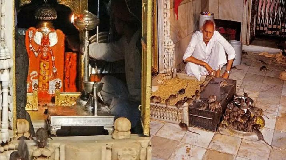 ইঁদুরের উচ্ছিষ্ট খাবারই প্রসাদ এখানে! কোন রহস্য লুকিয়ে আছে রাজস্থানের এই মন্দিরে