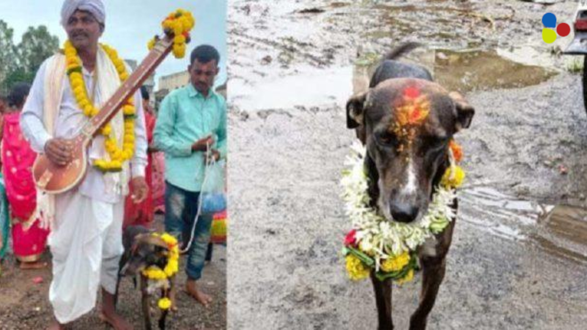 ভালোবাসা বাড়ি ফেরায়! ভিন রাজ্যে হারিয়ে যেভাবে ২৫০ কিমি হেঁটে বাড়ি ফিরল এই কুকুর...
