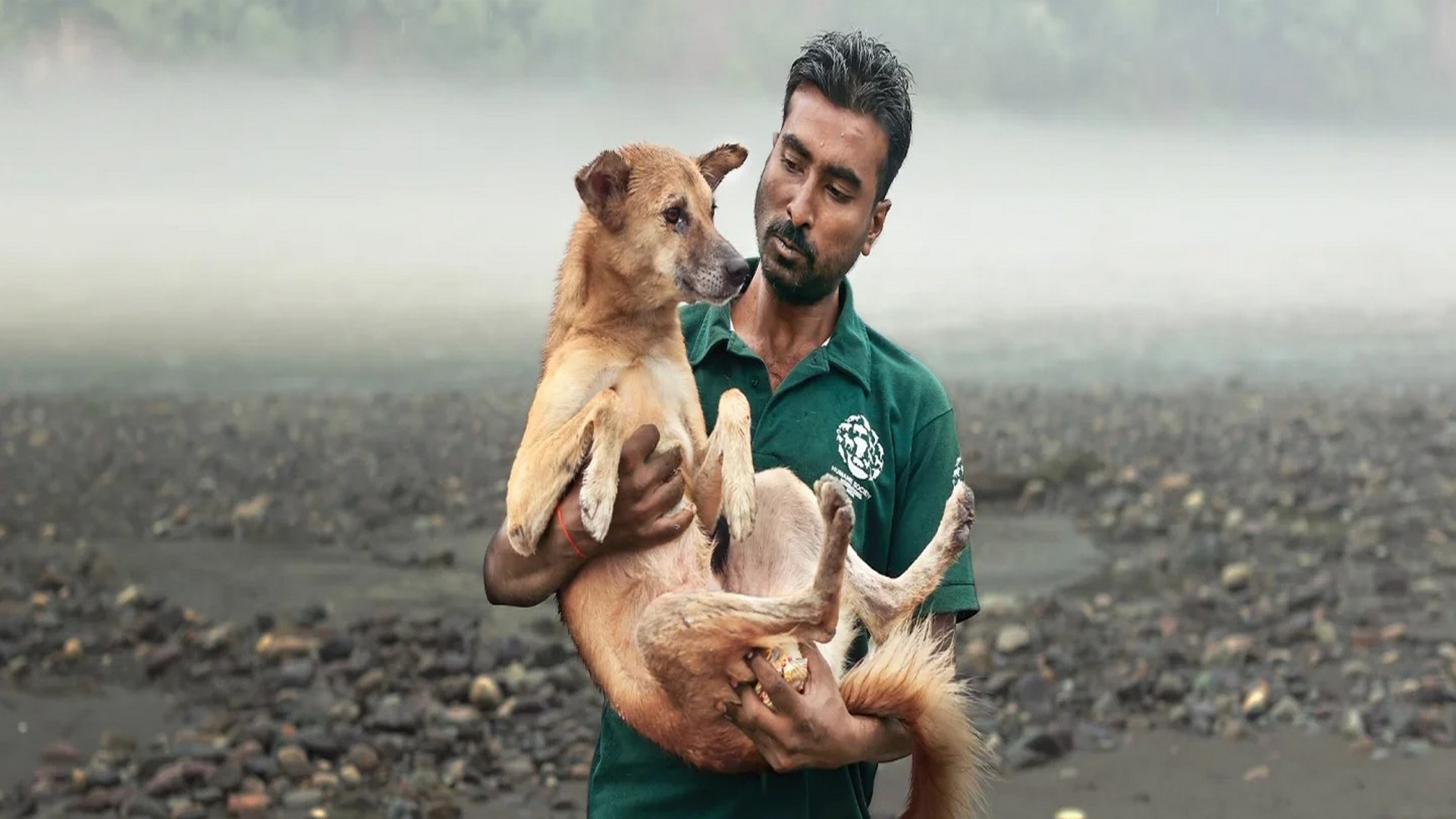 কুকুরের দিকে তাকালেই তাদের মস্তিষ্কের সঙ্গে জুড়ে যায় মানুষের মস্তিষ্ক? কী বলছে গবেষণা?