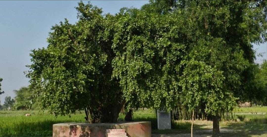 মহাভারতের শমীবৃক্ষ এখনও পূজিত হয় এই রাজ্যেই!